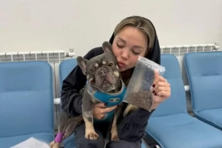 В Петербурге спасли бульдога, съевшего трусы своей хозяйки