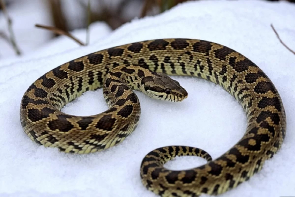 Специалист Богданов: в Марий Эл змеи ещё не проснулись из-за глубокого снега и холода