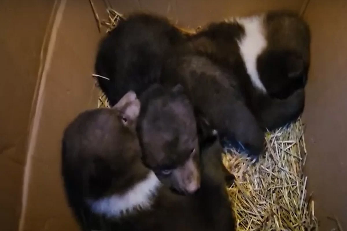 Биологи Центра спасения медвежат в Твери ухаживают за семью сиротами