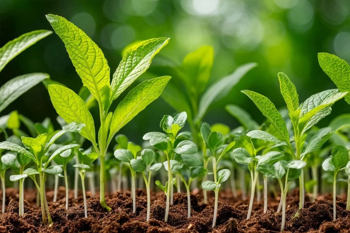 Растения оказались умнее, чем мы думали: учёные выяснили, что они умеют считать дни