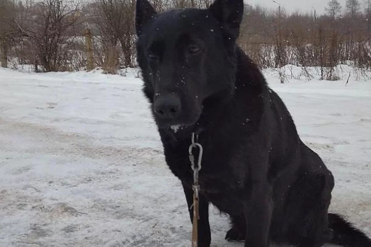 Две немецкие овчарки — Лютая и Екка — ушли на пенсию после 10 лет службы в Курской таможне