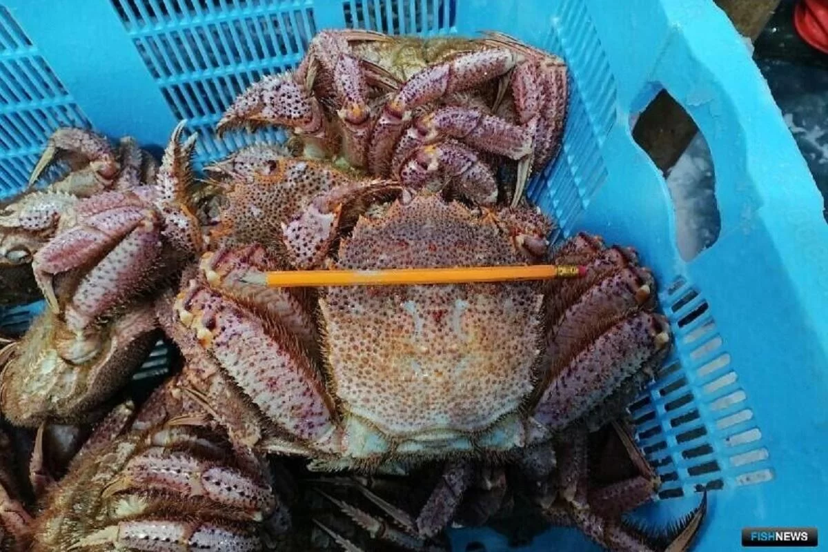 На Сахалине исследовали запасы волосатого краба в феврале