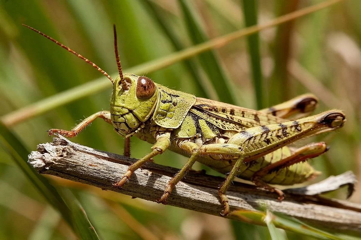 В 2026 году в Волгоградской области, Дагестане и Хакасии ожидается нашествие саранчи