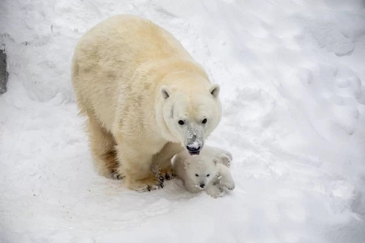 Медведица Герда из Новосибирского зоопарка начала выводить медвежонка на прогулку