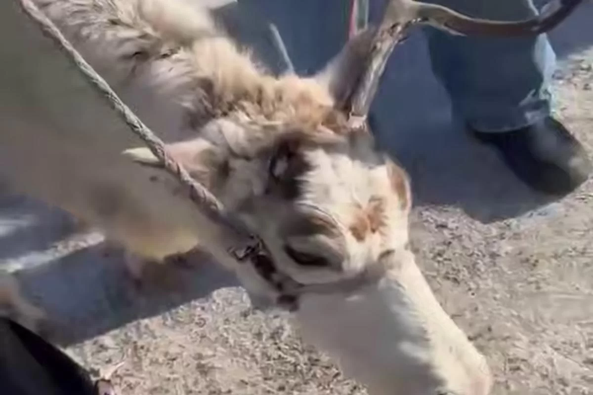 500 рублей за страдания оленя: резонансный случай в Сухобузимском