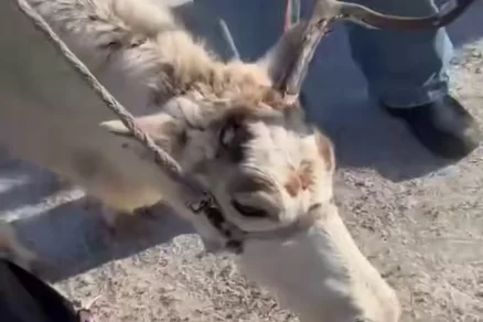 500 рублей за страдания оленя: резонансный случай в Сухобузимском