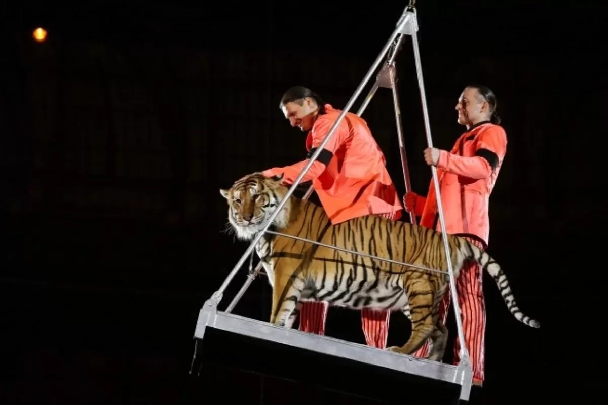 «Когти в двух метрах от детей»: Запашный объяснил, почему ростовский тигр не растерзал зрителей