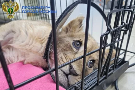 Прокуратура Москвы начала проверку жестокого обращения со львенком в «Москва-Сити»