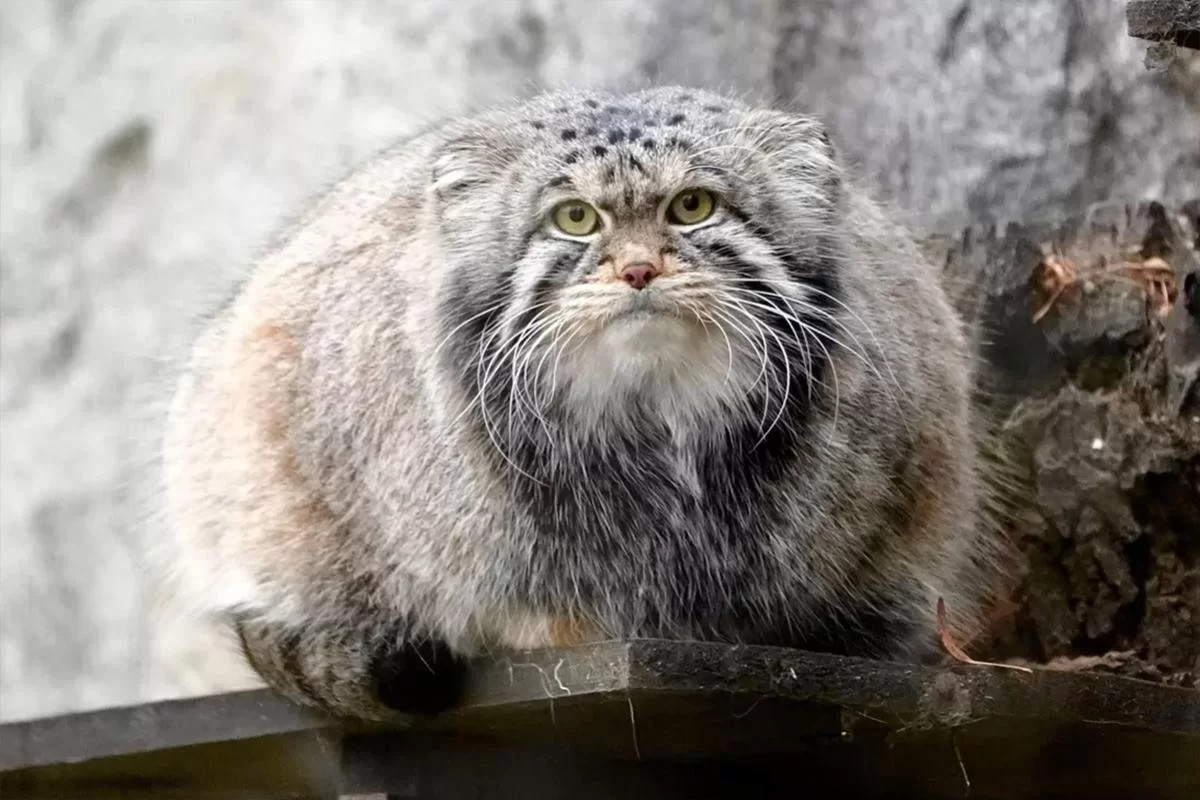 Любовь не состоялась: японский зоопарк разбил надежды московского манула Тимофея