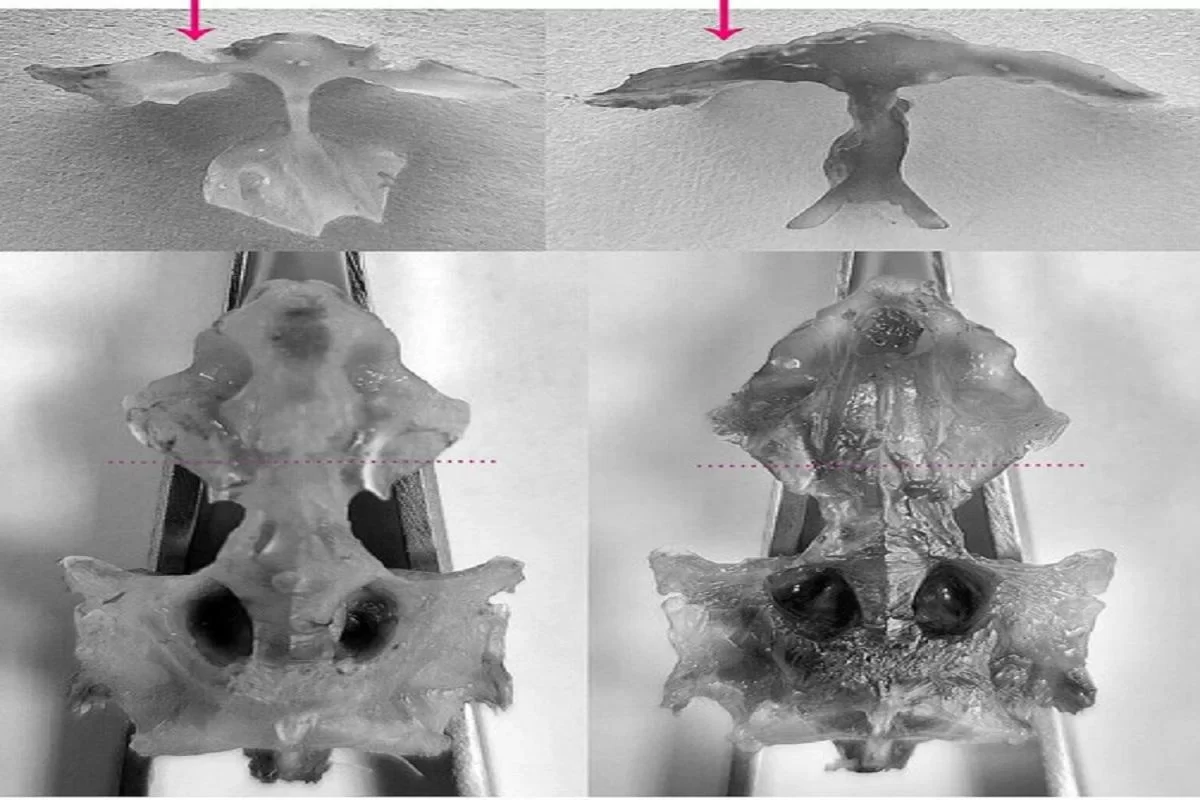 На Камчатке нашли рыбу с уникальным строением черепа