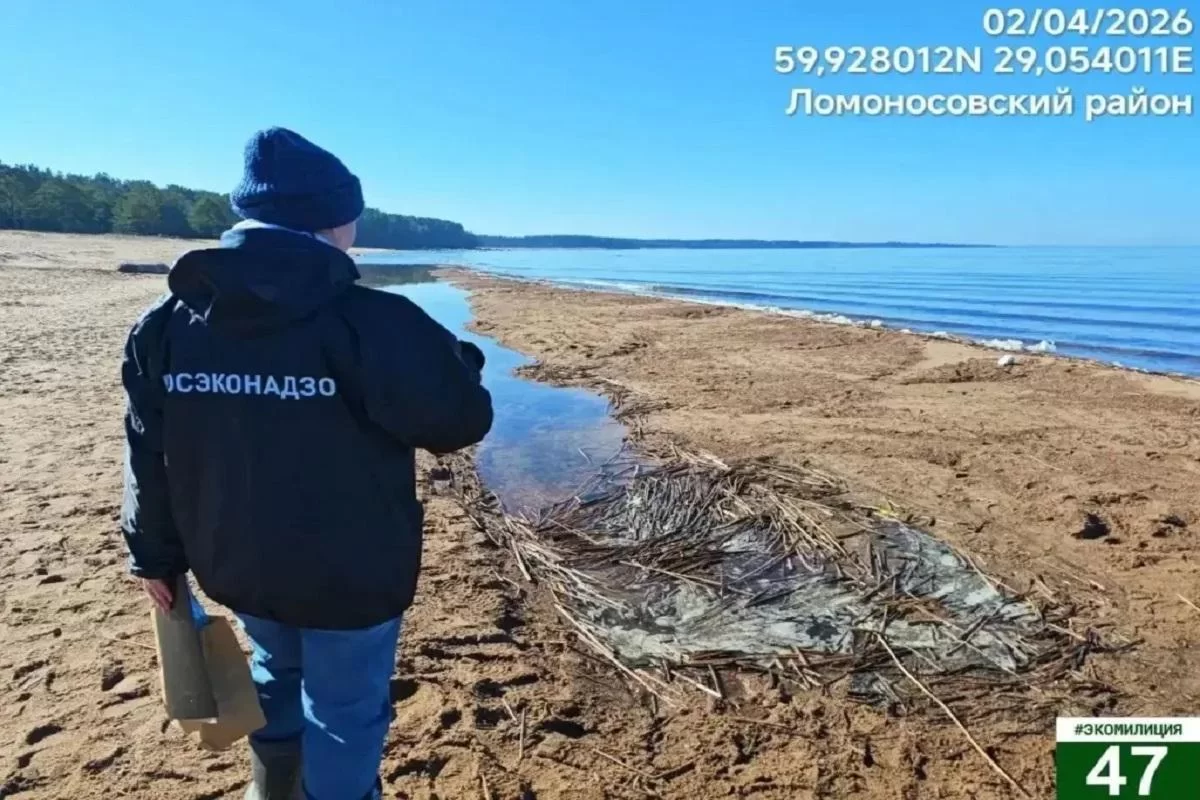 В Ленобласти кадры с «нефтяным» пляжем Липово оказались… липой