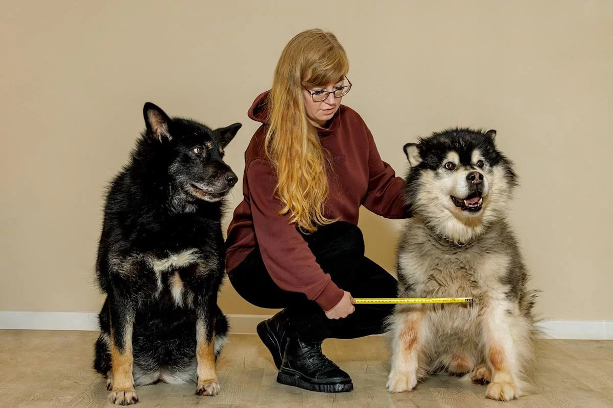 Московские волонтёры отправили в зону СВО первую партию медицинских подсумков для служебных собак