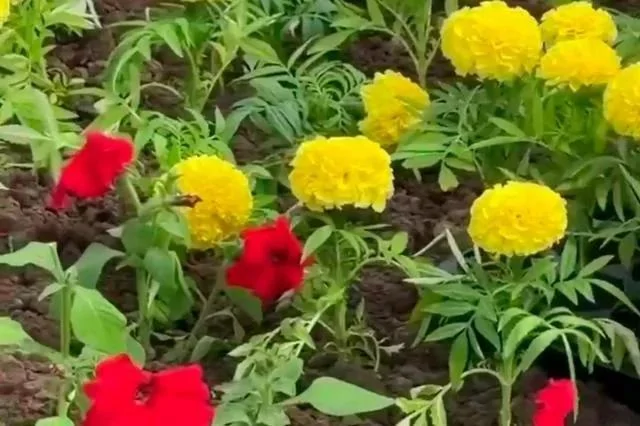 Вандалы уничтожили цветы на городских клумбах в Обнинске