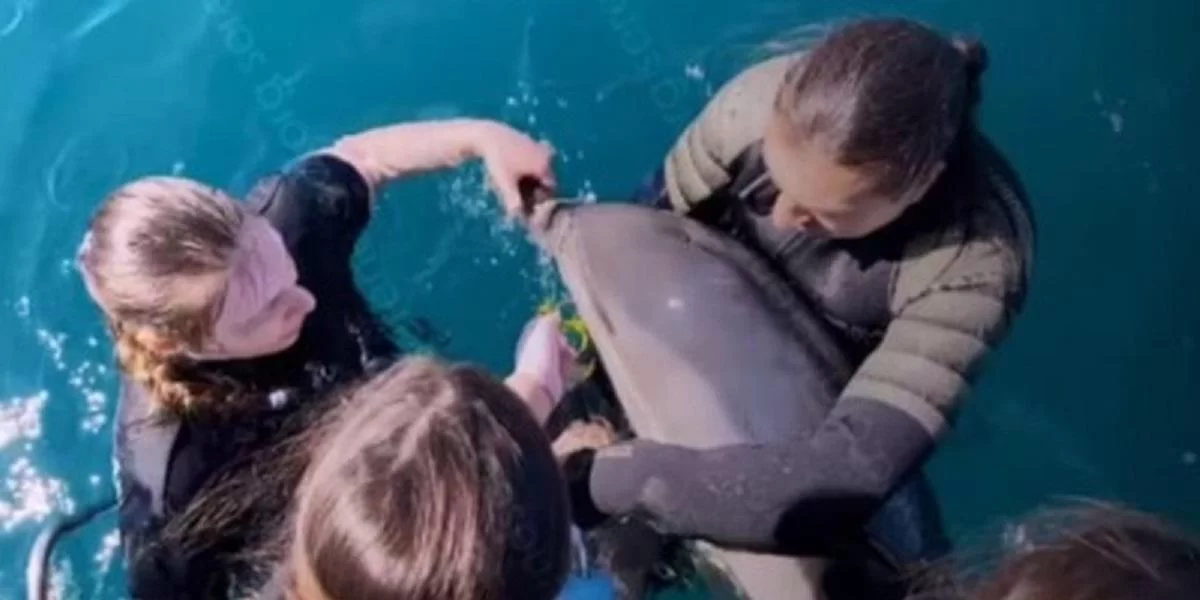 Стационар для спасения дельфинов откроют в Анапе к началу июня