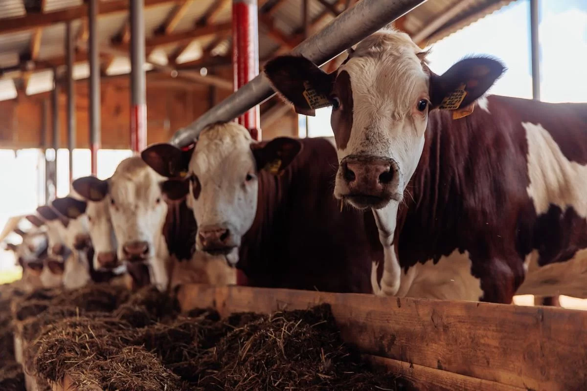 Инвестиции в АПК Астраханской области помогают хозяйствам расширяться и наращивать производство