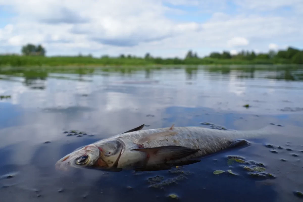 Минприроды Тверской области выясняет причину гибели рыбы в Волге