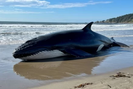 На берегу Камчатки нашли мертвого японского кита с рыболовной сетью рядом