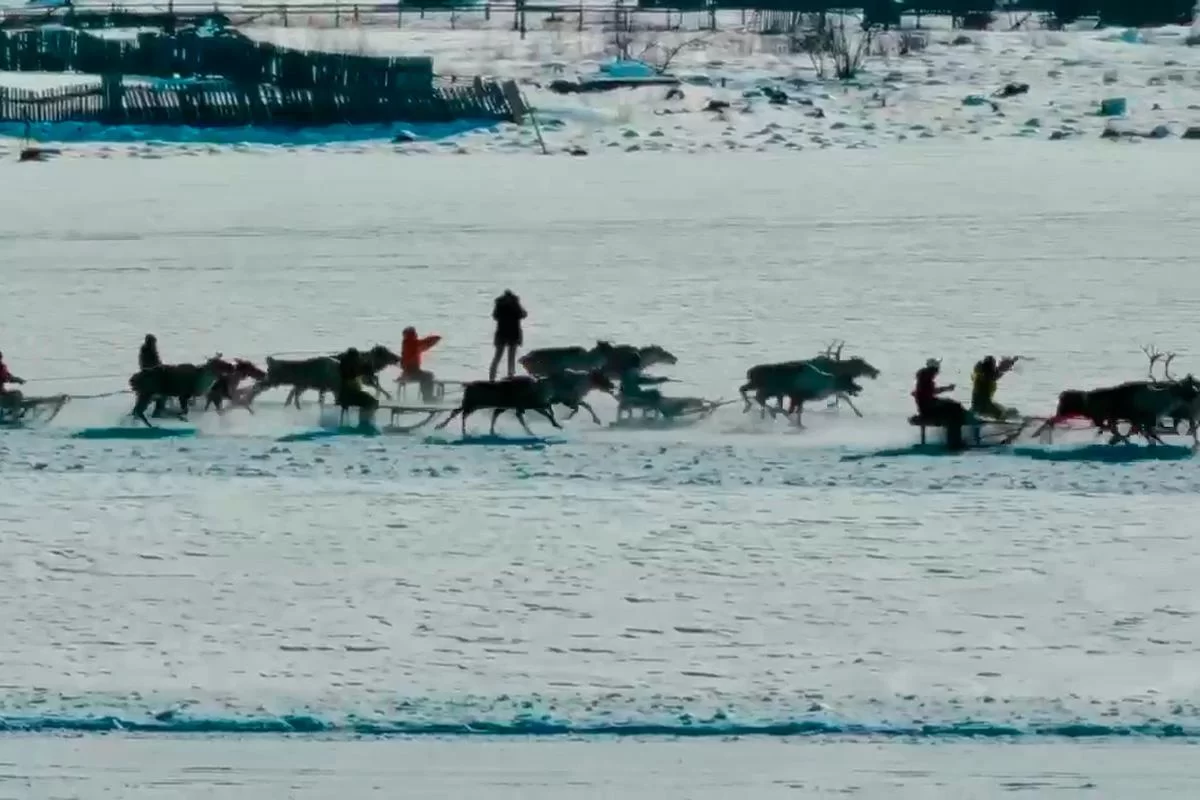 Губернатор Александр Осипов: Власти Забайкалья считают особой ценностью сохранение традиций коренных народов Севера и поддержки оленеводства эвенков