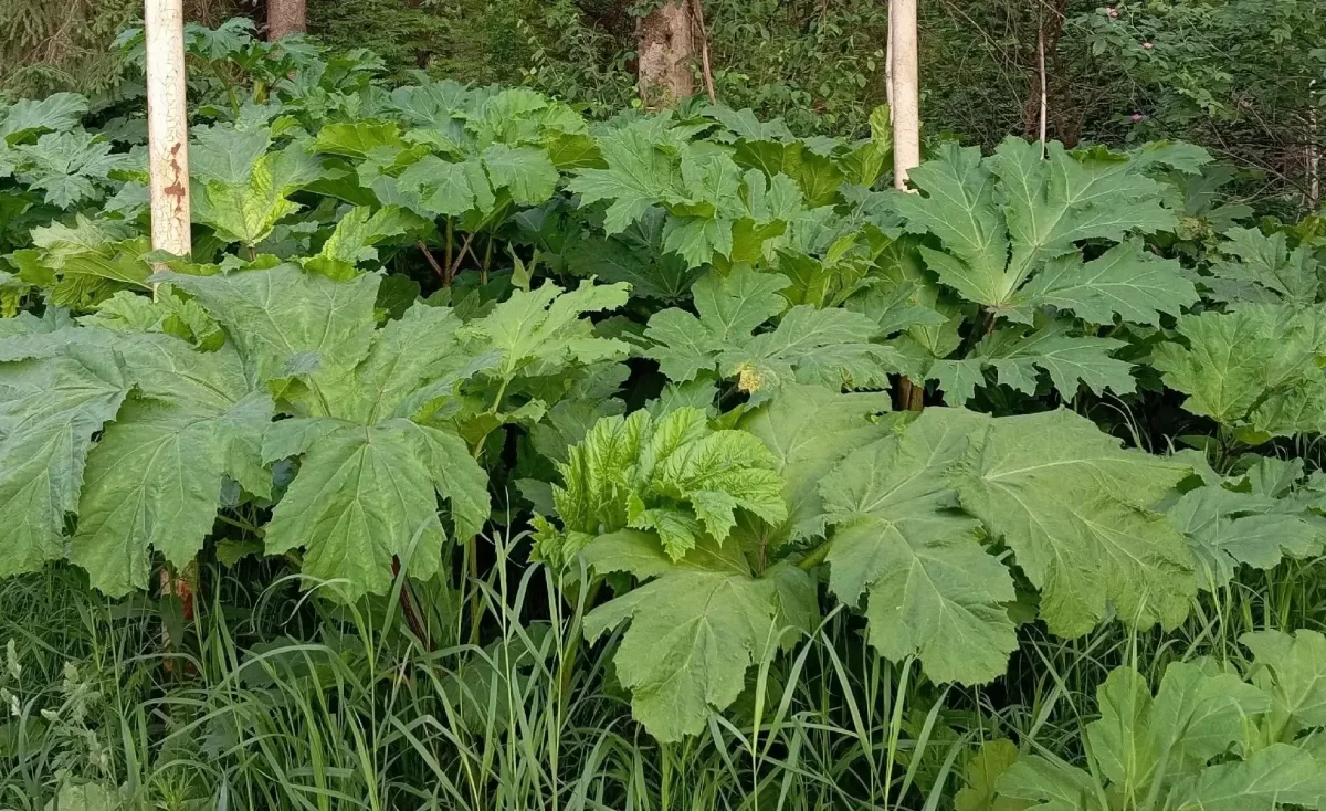 Спикер Заксобрания Роман Береснев: Депутатский корпус расширил полномочия правительства Кировской области по защите земель от борщевика