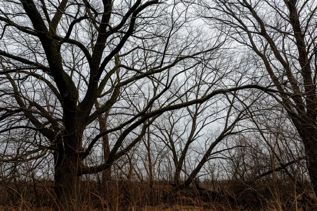В Мордовии объявили экстренное предупреждение из-за ветра