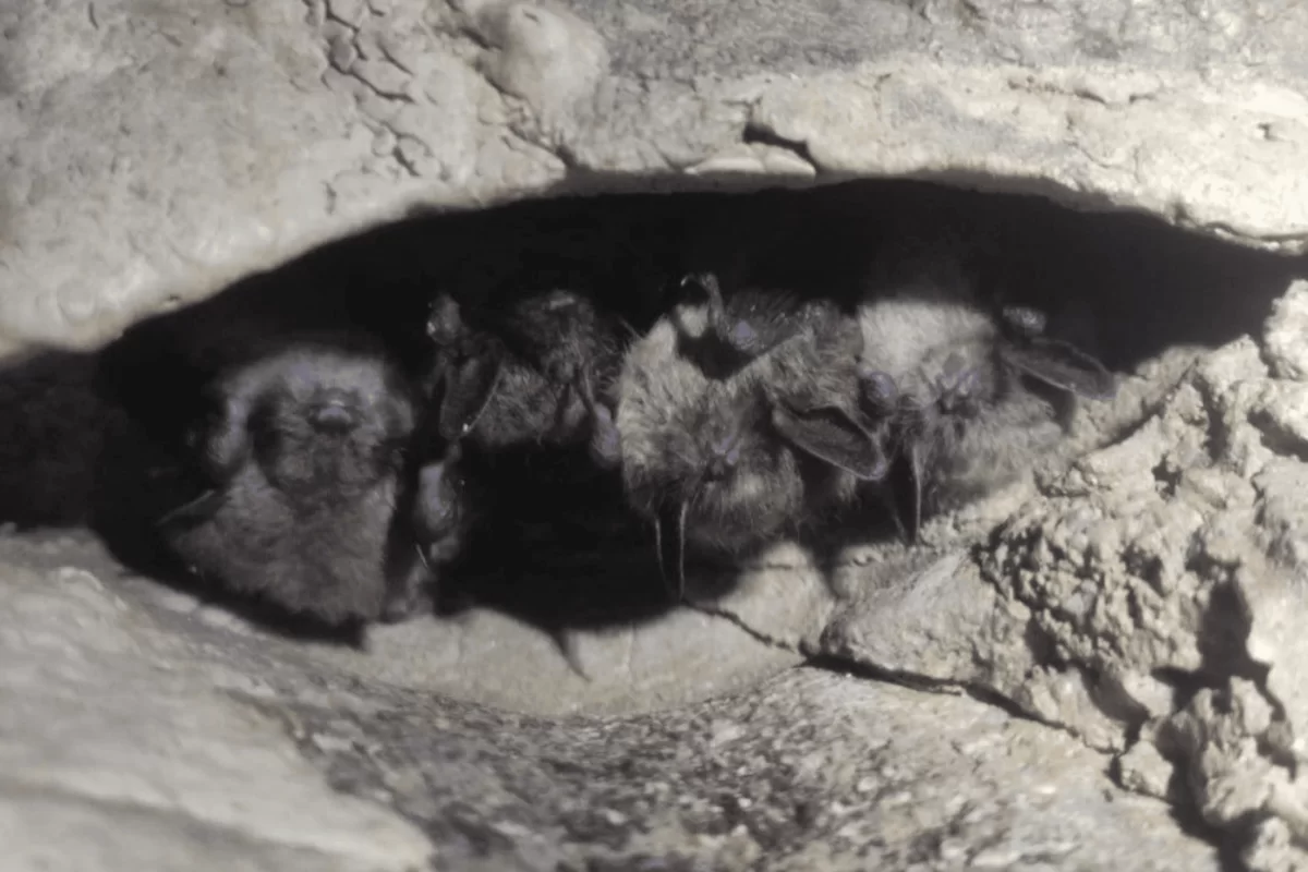 Исследователи УрО РАН подвели итоги экспедиции в карстовые пещеры Среднего Урала