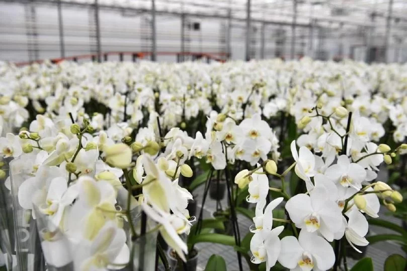 В Сибири и на Алтае строят теплицы на 3,6 млрд рублей для выращивания цветов