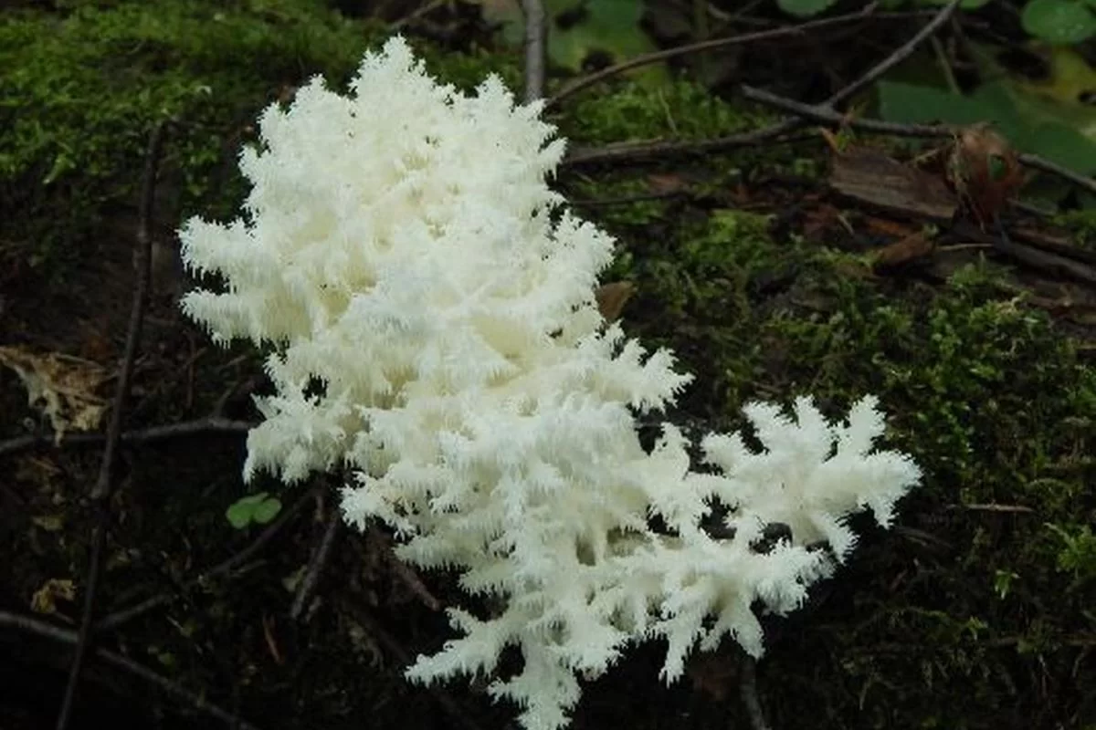 Тихая охота с последствиями: за розовый подберезовик грозит штраф до 100 тысяч