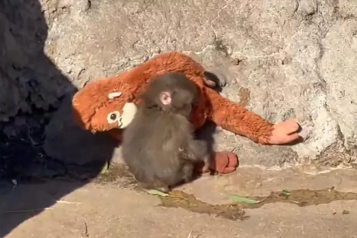 Брошенный матерью макака Панти наконец принят в стаю — игрушка больше не единственный источник тепла