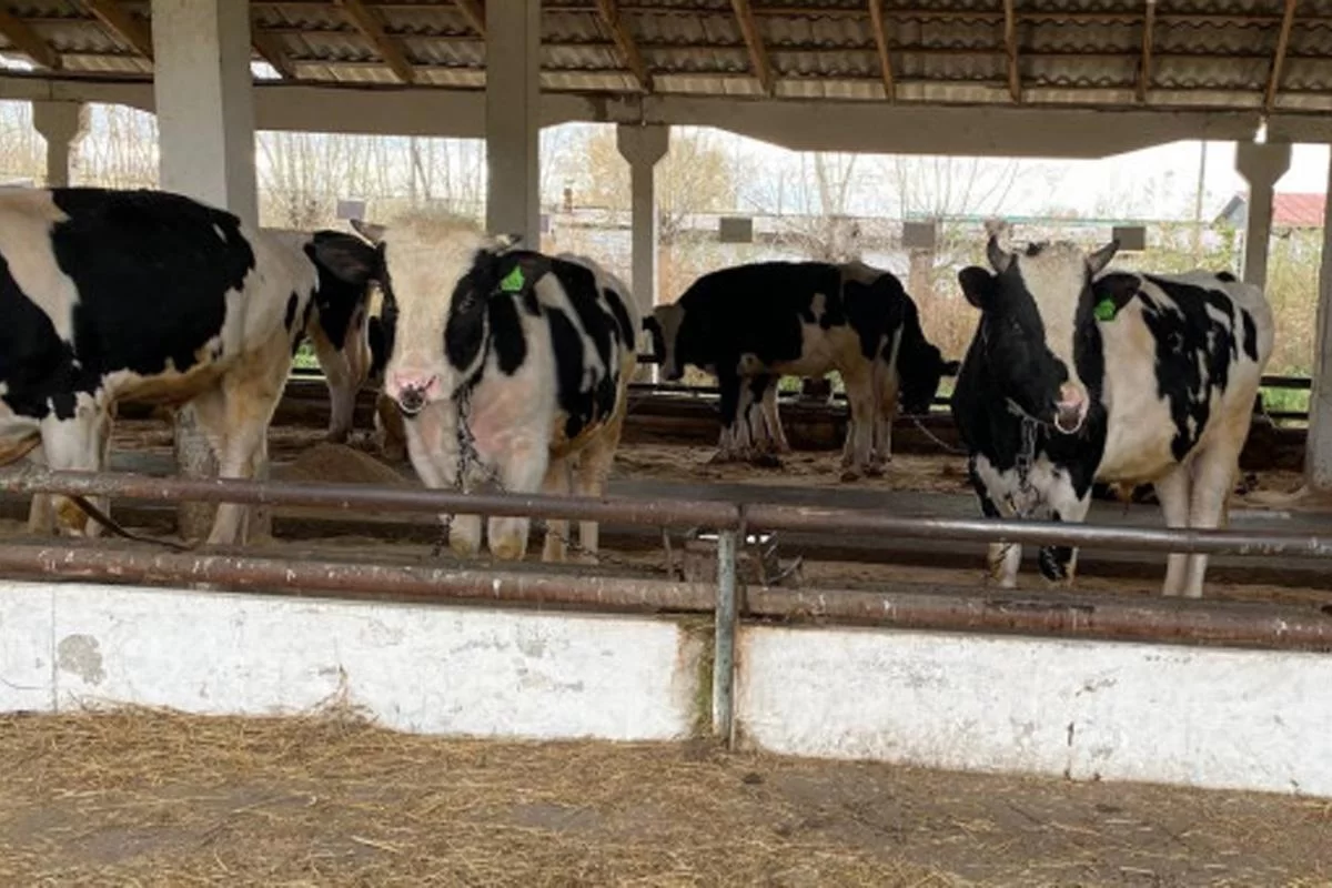 Компенсации за утерянный скот и региональные выплаты социальной помощи жителям Новосибирской области предоставлены в полном объёме