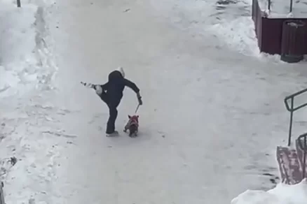Видео с избиением маленькой собаки в Щелкове вызвало общественный резонанс