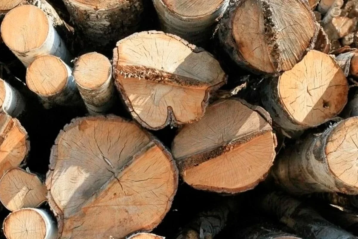 Спикер Заксобрания Роман Заварин: В Вологодской области отменяется схема 50 на 50 при распределении древесины между молодыми и многодетными семьи и другими гражданами