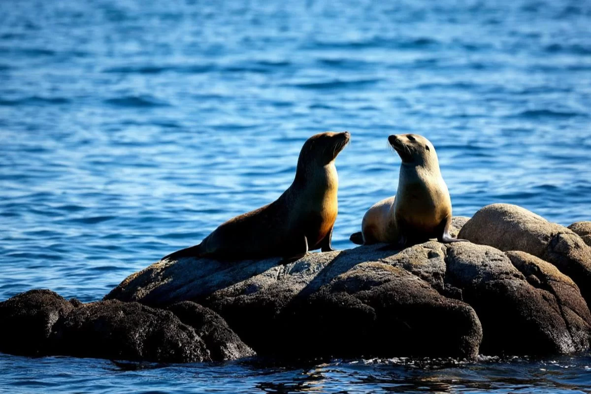 Антарктический «тюлений спа»: морские котики принимают процедуры релаксации