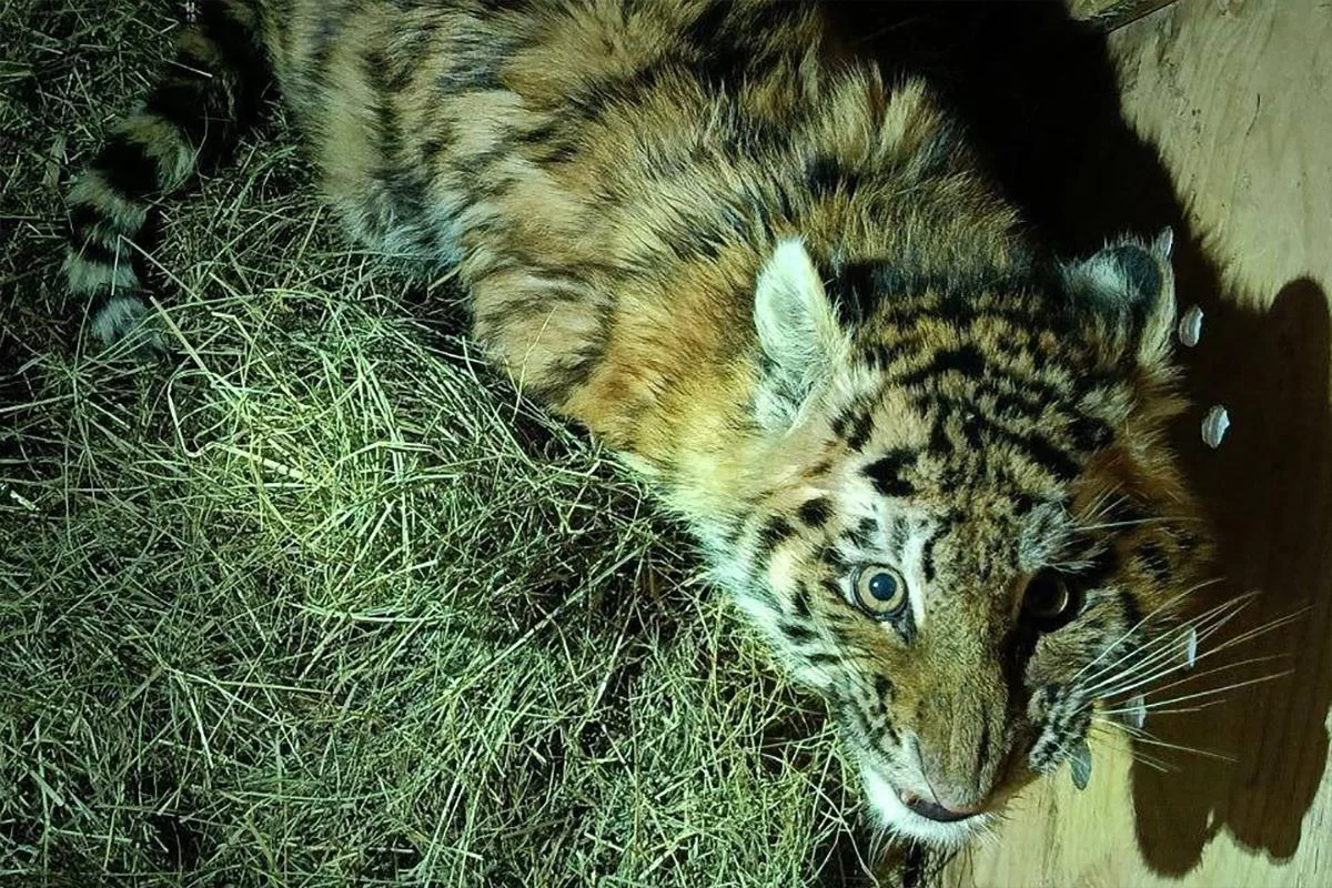 На автодороге в Хабаровском крае нашли истощенного тигренка