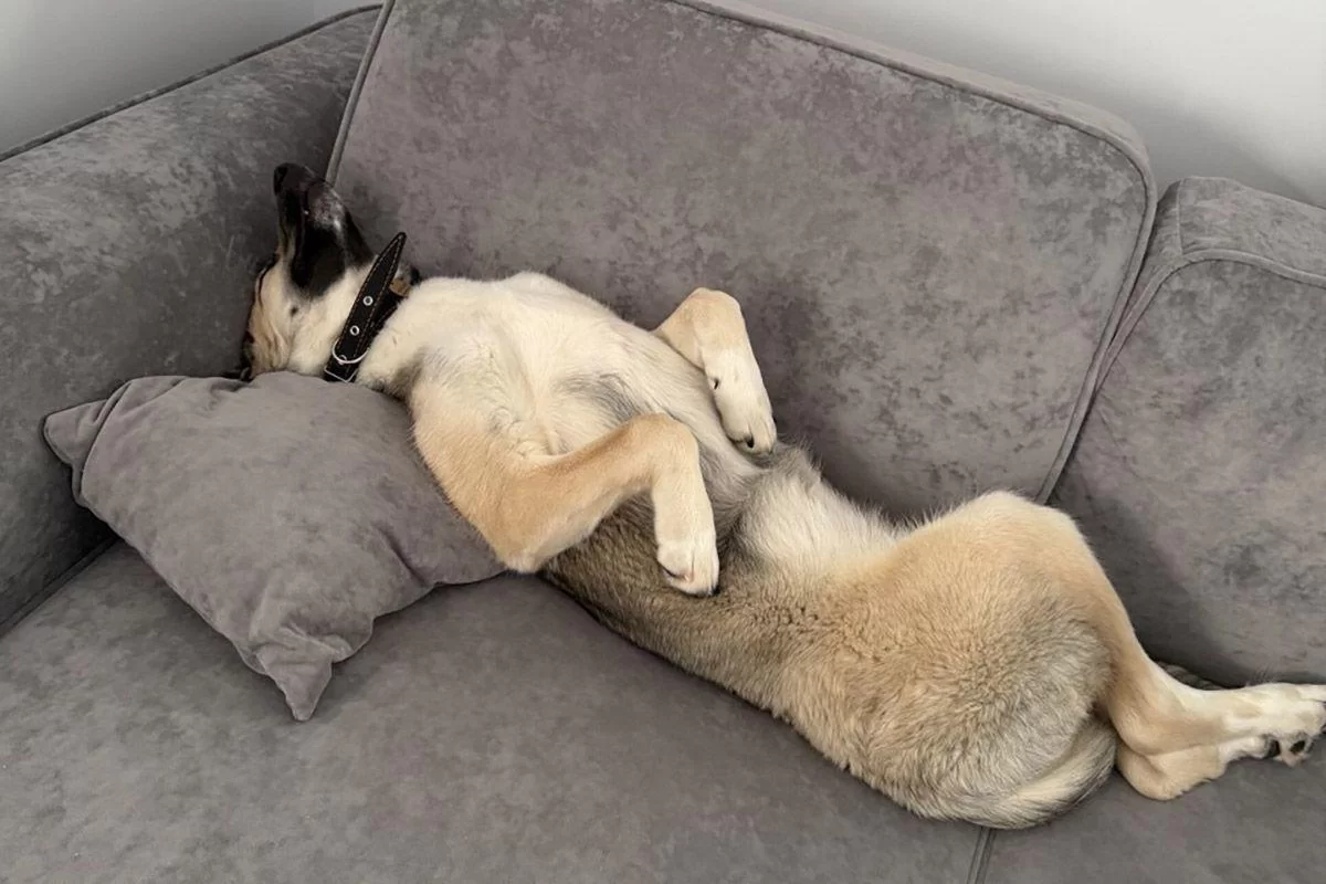 Свыше 15 тысяч питомцев содержатся в московских приютах для бездомных животных