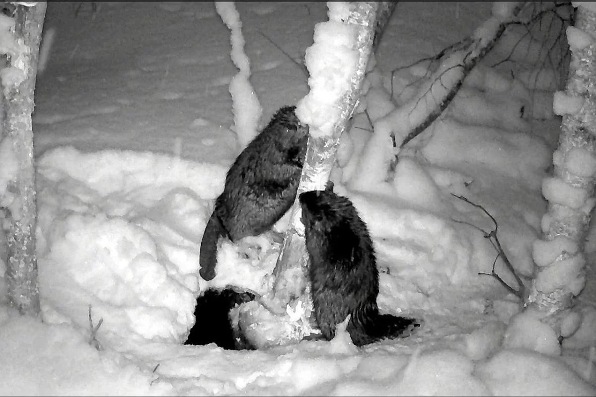 В Выборгском районе в объектив фотоловушки попала заботливая семья бобров