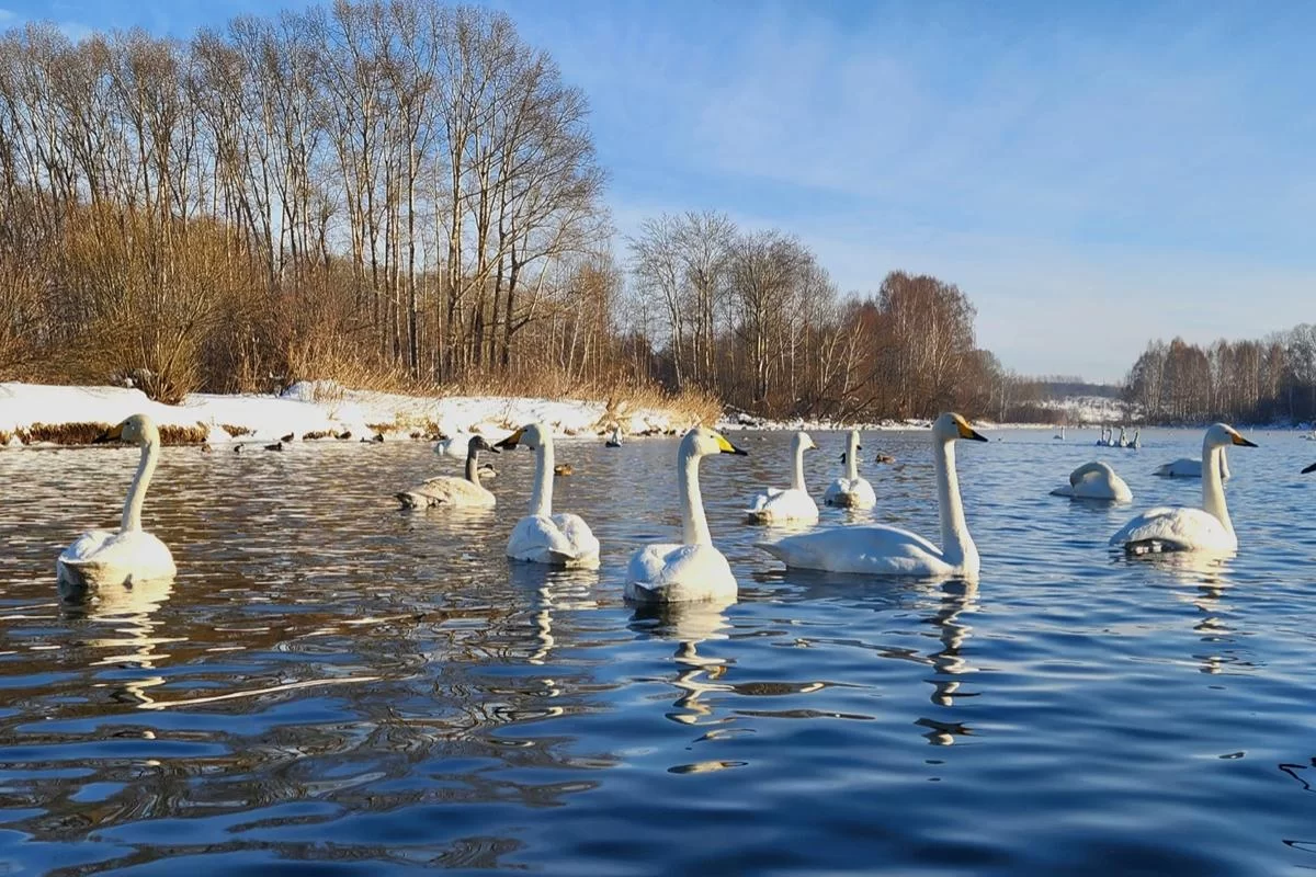 Почти 1900 лебедей-кликунов поставили рекорд по зимовке в Алтайском крае