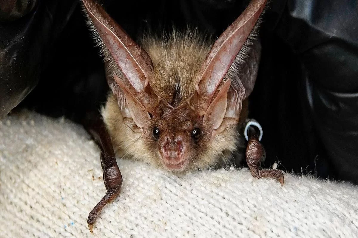 Установленные в парке «Лосиный Остров» дуплянки помогут поддержать численность рукокрылых