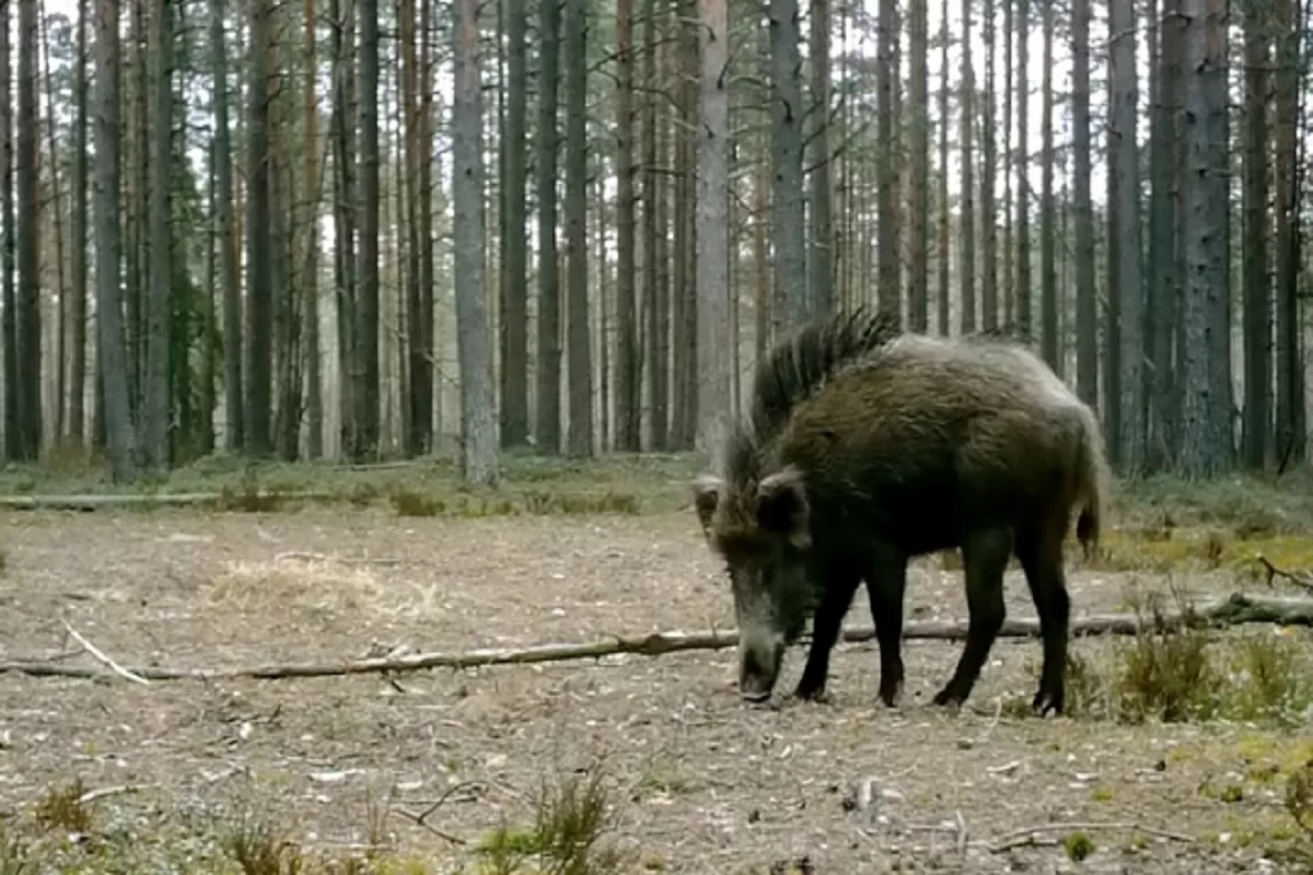 В Ленинградской области заметили молодого кабана с ирокезом