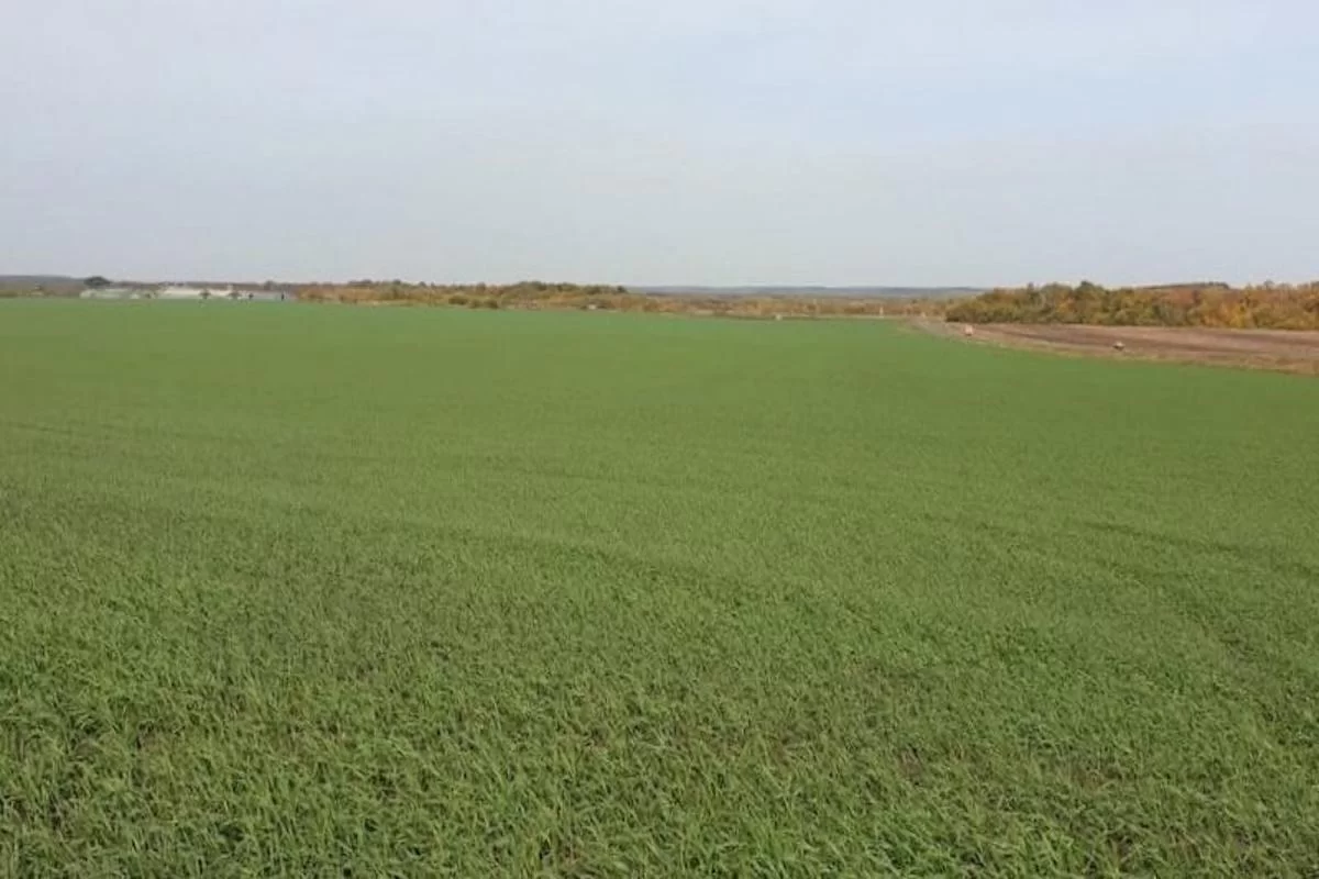 Аграрии не зафиксировали гибель озимых культур на полях Тамбовской области