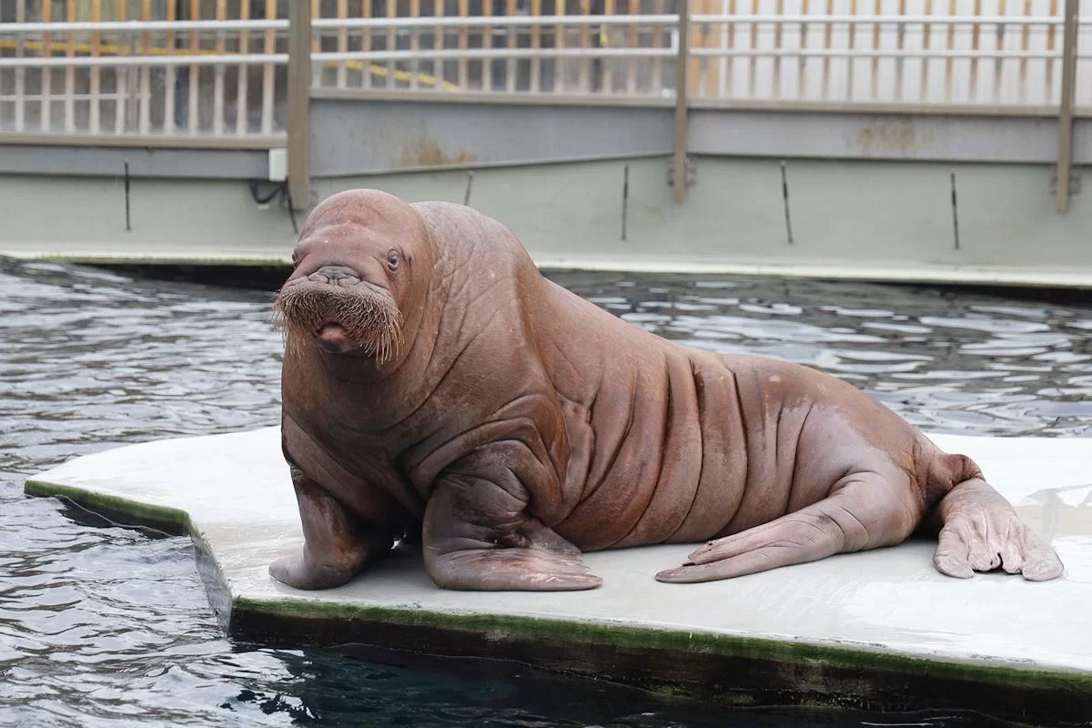 Московский зоопарк установил мировой рекорд по числу представленных в нём видов животных