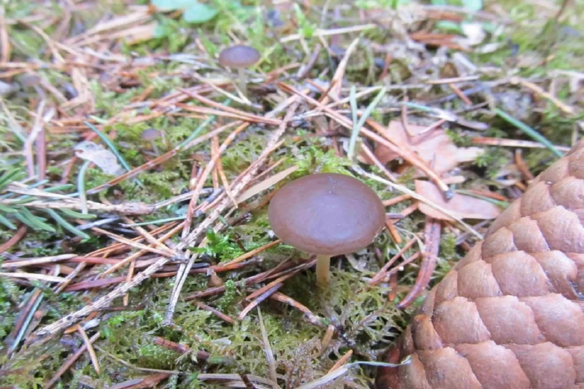 В челябинском нацпарке «Таганай» заметили первые весенние грибы