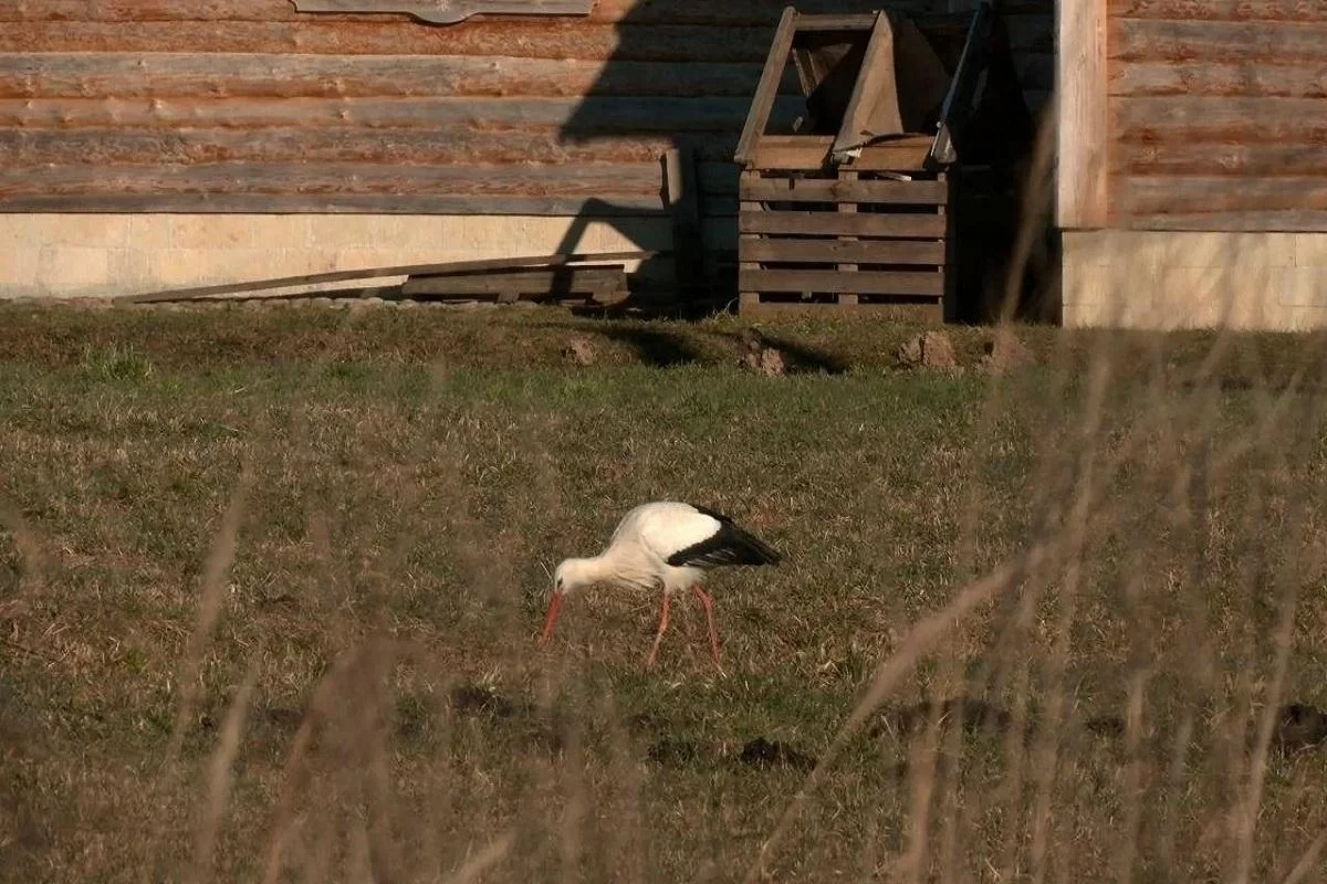 Белые аисты вернулись в Ленинградскую область