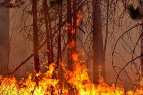 В Каменском районе Ростовской области площадь лесного пожара увеличилась до 50 гектаров