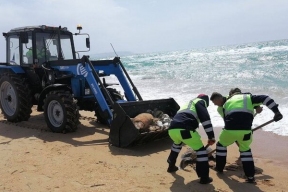 В Анапе провели санитарную уборку пляжа, где были найдены десятки мертвых дельфинов
