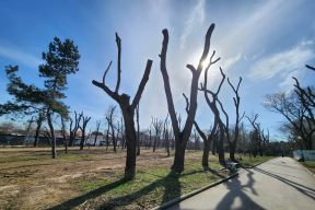 Прокуратура вынесла предостережение мэру Симферополя из-за слишком глубокой обрезки деревьев