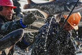 Россия лишит Японию права вылова рыбы у Курил из-за неоплаченных квот