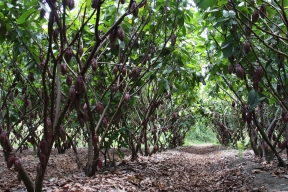 Мировому производству шоколада угрожает вирус, поражающий какао-деревья в Африке