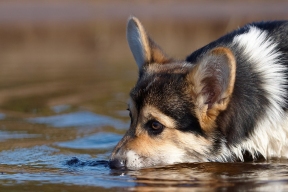 В Ханты-Мансийске собаки погибают от неизвестного яда