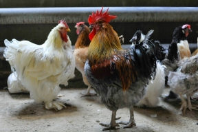 В Кировской области домашних птиц бесплатно привьют от птичьего гриппа